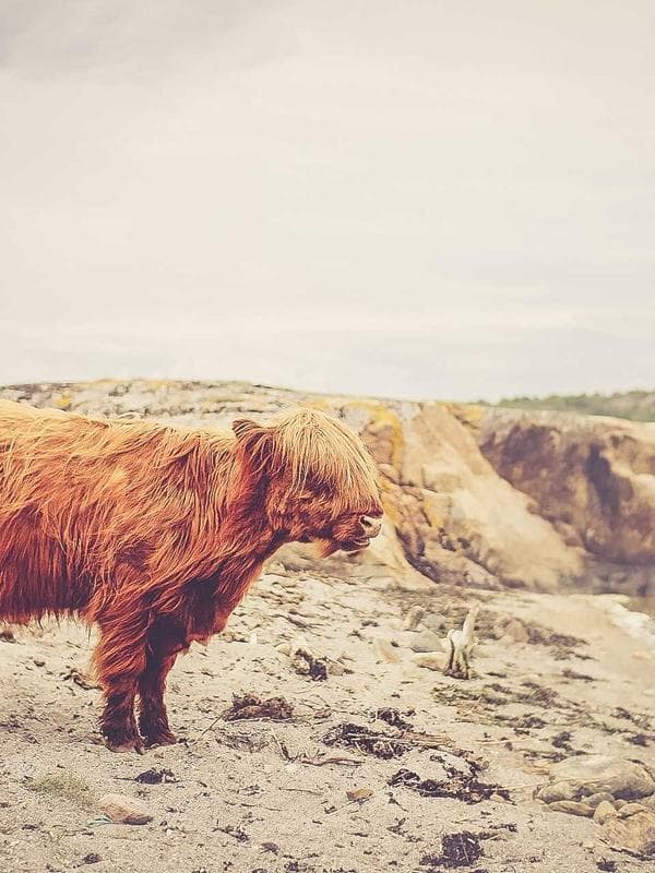 Darshini 3 - Image 3